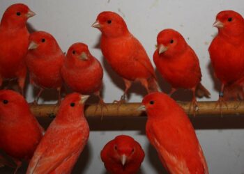 Quel est le prix d'un canari en animalerie ?