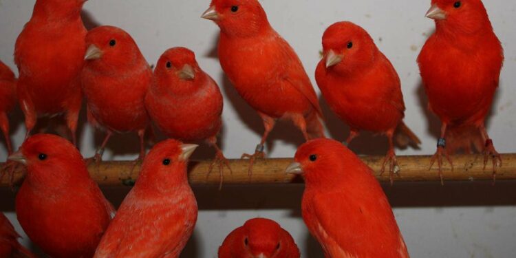 Quel est le prix d'un canari en animalerie ?