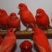Quel est le prix d'un canari en animalerie ?