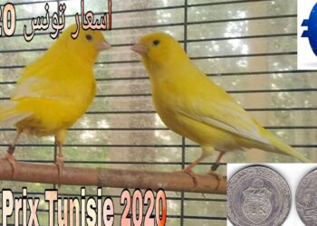 Quel est le prix d'un canari en animalerie ?