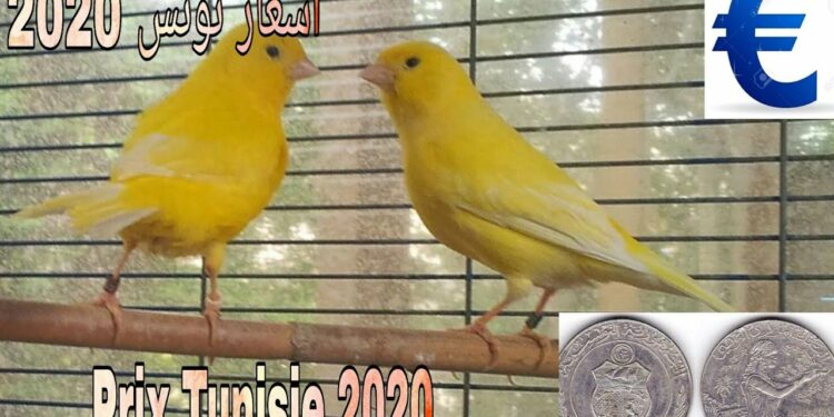 Quel est le prix d'un canari en animalerie ?