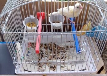 Quel est le prix d'un canari en animalerie ?