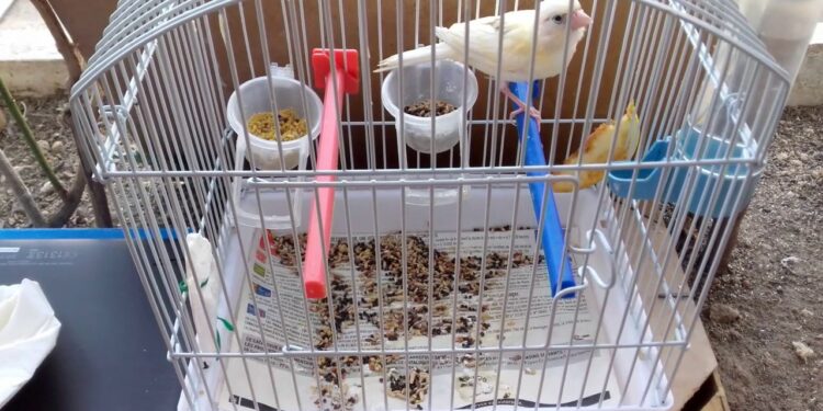 Quel est le prix d'un canari en animalerie ?