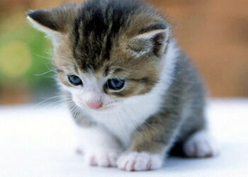 Quel est le prix d'un chat à la SPA ?