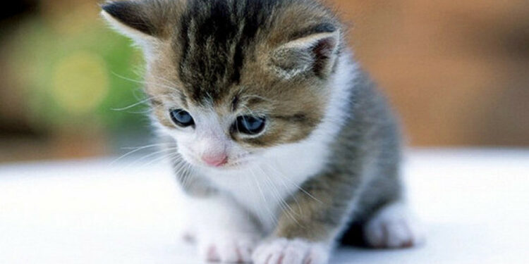 Quel est le prix d'un chat à la SPA ?