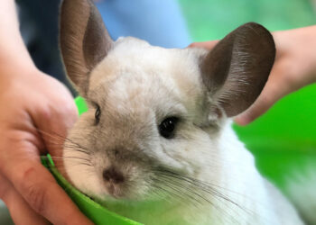 Quel est le prix d'un chinchilla ?