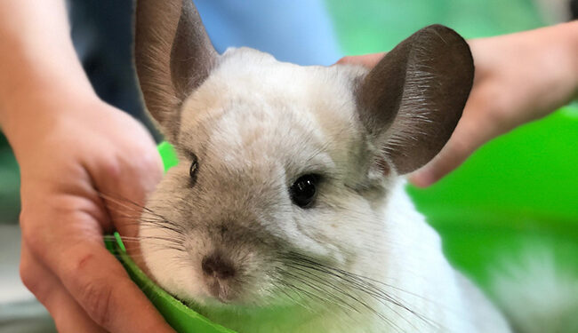 Quel est le prix d'un chinchilla ?