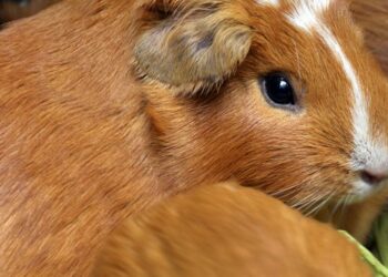 Quel est le prix d'un cochon d'Inde ?