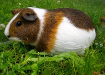 Quel est le prix d'un cochon d'Inde ?