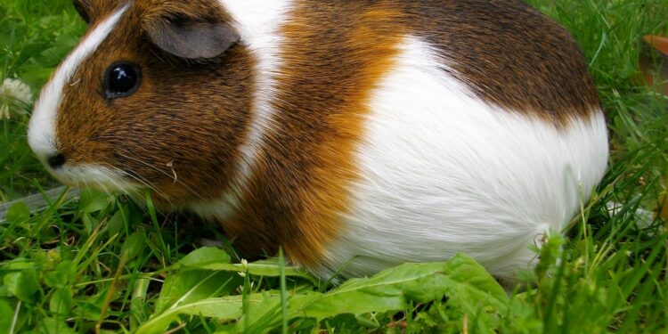 Quel est le prix d'un cochon d'Inde ?