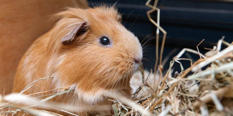 Quel est le prix d'un cochon d'Inde ?