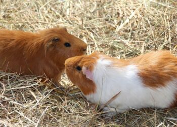 Quel est le prix d'un cochon d'Inde ?