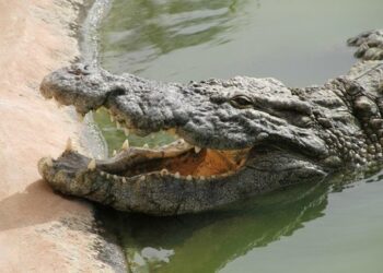 Quel est le prix d'un crocodile ?