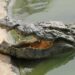 Quel est le prix d'un crocodile ?