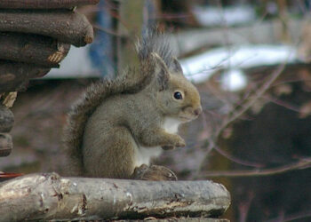 Quel est le prix d'un écureuil ?