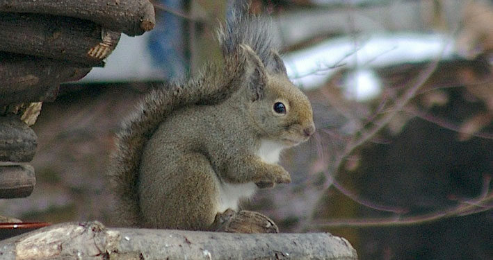 Quel est le prix d'un écureuil ?