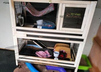 Quel est le prix d'un furet ?