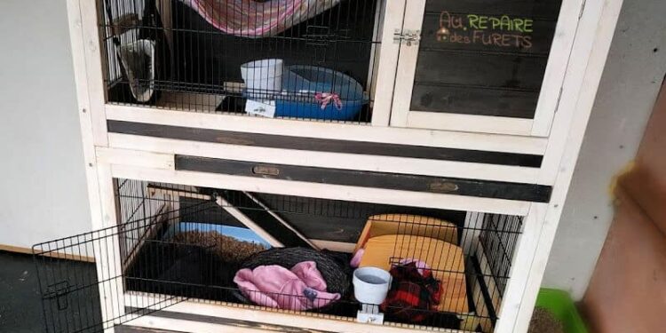 Quel est le prix d'un furet ?