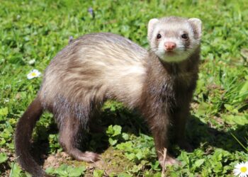 Quel est le prix d'un furet ?