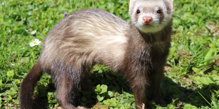 Quel est le prix d'un furet ?