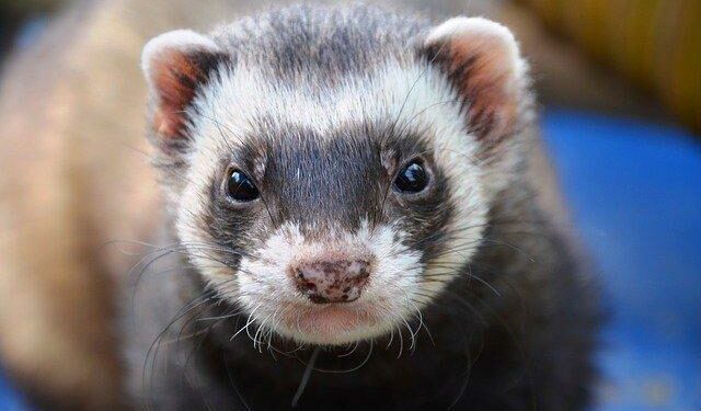 Quel est le prix d'un furet en animalerie ?