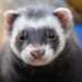 Quel est le prix d'un furet en animalerie ?