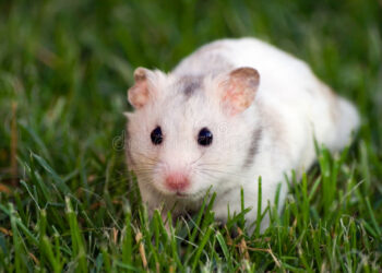 Quel est le prix d'un hamster russe ?