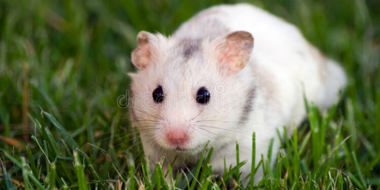 Quel est le prix d'un hamster russe ?