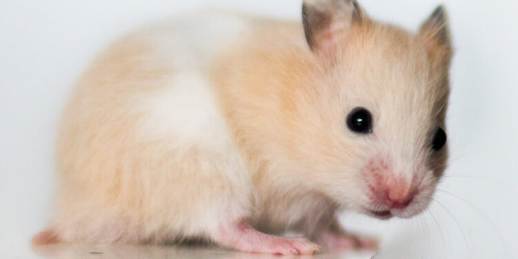 Quel est le prix d'un hamster russe ?