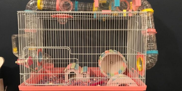 Quel est le prix d'un hamster russe ?