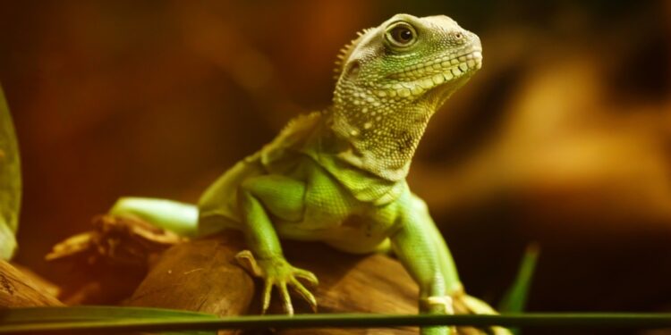 Quel est le prix d'un lézard ?