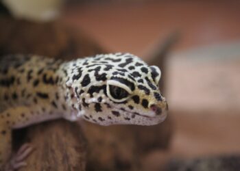 Quel est le prix d'un lézard ?