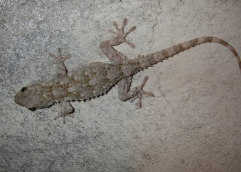 Quel est le prix d'un lézard ?