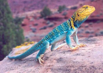 Quel est le prix d'un lézard ?