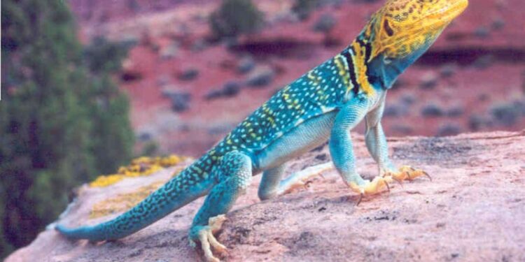 Quel est le prix d'un lézard ?