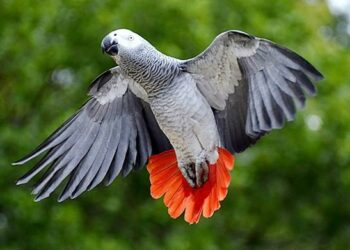 Quel est le prix d'un mandarin ?