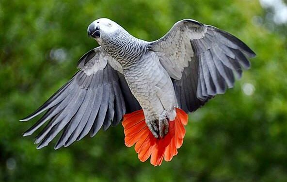 Quel est le prix d'un mandarin ?