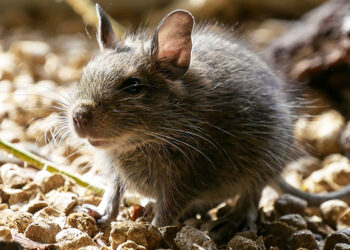 Quel est le prix d'un octodon ?