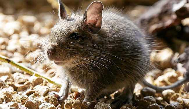 Quel est le prix d'un octodon ?