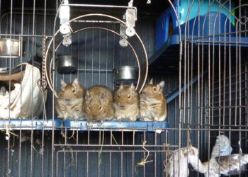 Quel est le prix d'un octodon ?