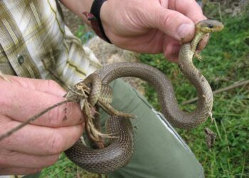 Quel est le prix d'un petit serpent ?