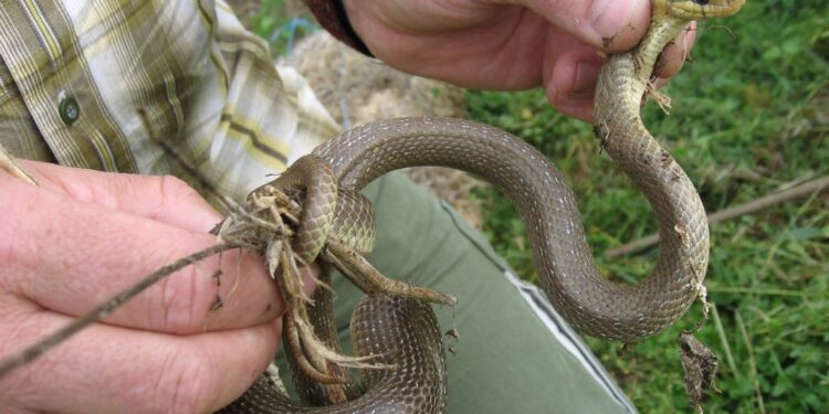 Quel est le prix d'un petit serpent ?