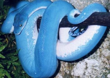 Quel est le prix d'un petit serpent ?