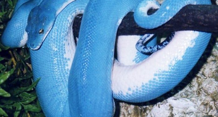 Quel est le prix d'un petit serpent ?