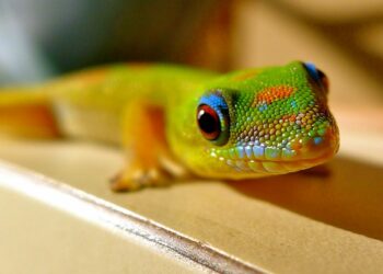 Quel est le prix d'un pogona ?