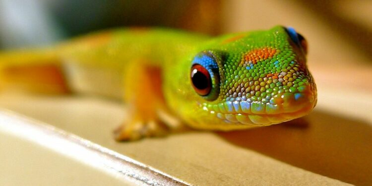 Quel est le prix d'un pogona ?