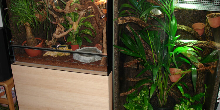 Quel est le prix d'un pogona ?