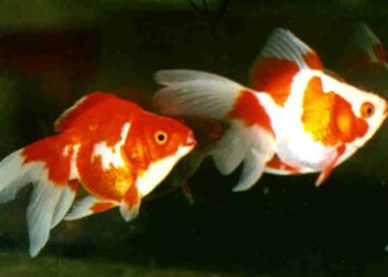 Quel est le prix d'un poisson ?