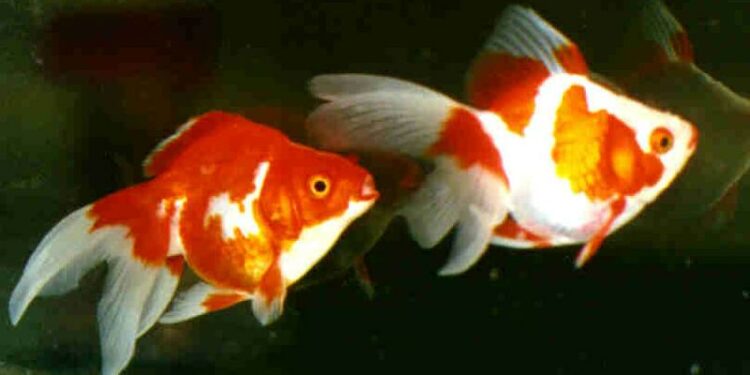 Quel est le prix d'un poisson ?