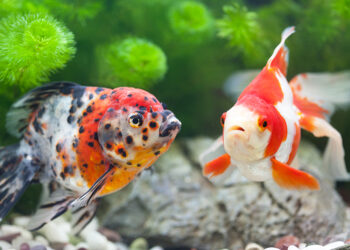 Quel est le prix d'un poisson ?